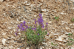 Penstemon platyphyllus