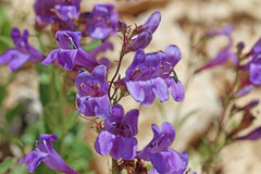 Penstemon platyphyllus