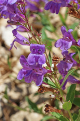 Penstemon platyphyllus