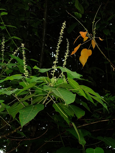 Croton draconoides