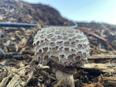 Chlorophyllum brunneum