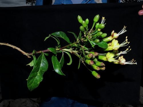 Cantua pyrifolia, photograph 2