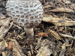 Chlorophyllum brunneum