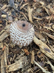 Chlorophyllum brunneum