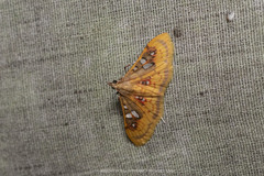 Sameodes pictalis