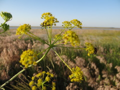 Prangos odontalgica