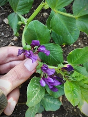 Vicia narbonensis