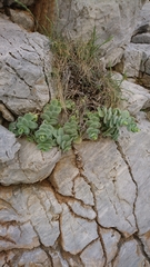 Origanum calcaratum