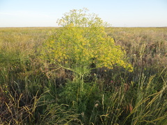 Prangos odontalgica