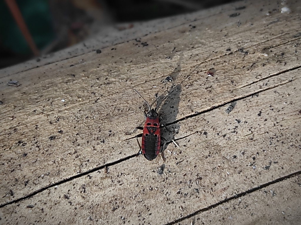 Melanocoryphus parvipennis
