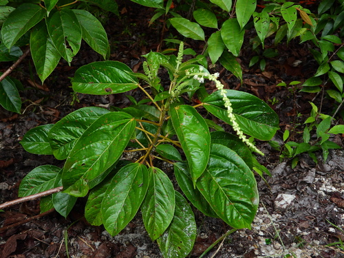 Croton guianensis