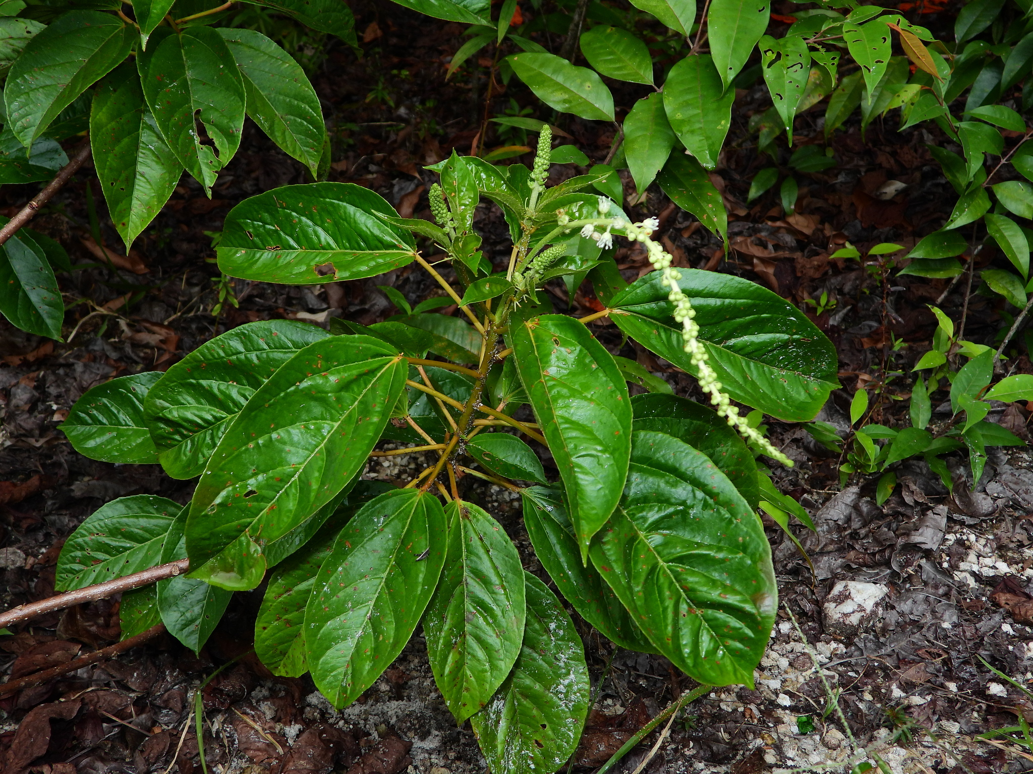 Croton guianensis