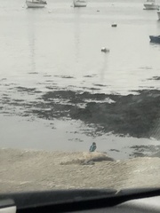Alcedo atthis