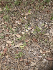 Erigeron quercifolius