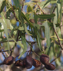 Brachychiton gregorii