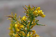 Ulex parviflorus