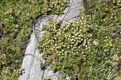 Baccharis magellanica