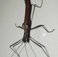 Pseudophasma castaneum