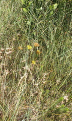 Athanasia vestita