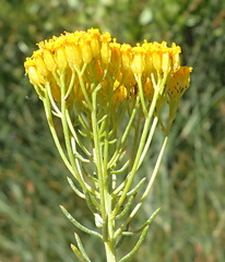 Athanasia vestita