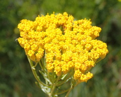 Athanasia vestita