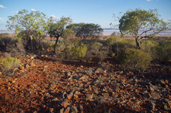 Brachychiton gregorii