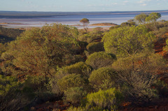 Brachychiton gregorii