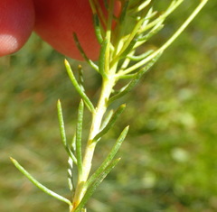 Athanasia vestita