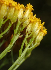 Athanasia vestita