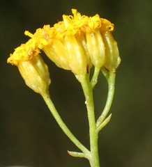 Athanasia vestita