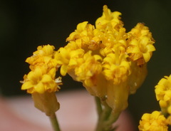 Athanasia vestita