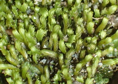 Fissidens megalotis