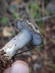 Tricholoma terreum