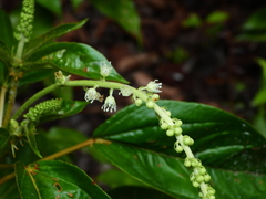 Croton guianensis
