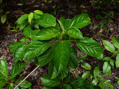 Croton guianensis