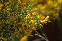 Ulex parviflorus