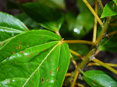 Croton guianensis