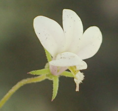 Monopsis alba