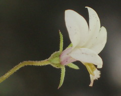 Monopsis alba