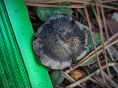 Tricholoma terreum