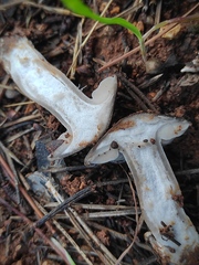Tricholoma terreum