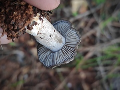 Tricholoma terreum