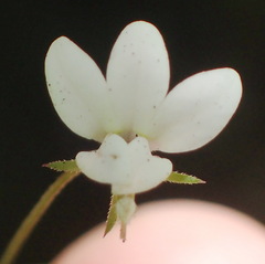 Monopsis alba