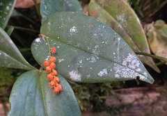 Pleurothallis truncata