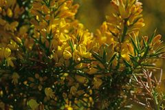 Ulex parviflorus