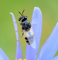 Oplodontha pulchriceps