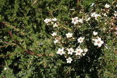 Escallonia virgata