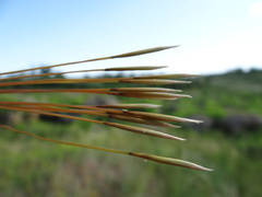 Stipa ucrainica