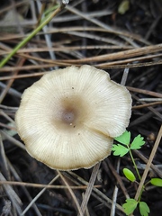 Clitocybe