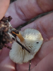 Clitocybe